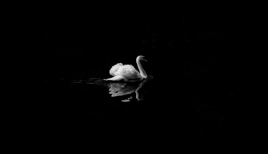 cigne