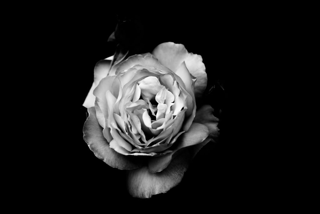 fleur