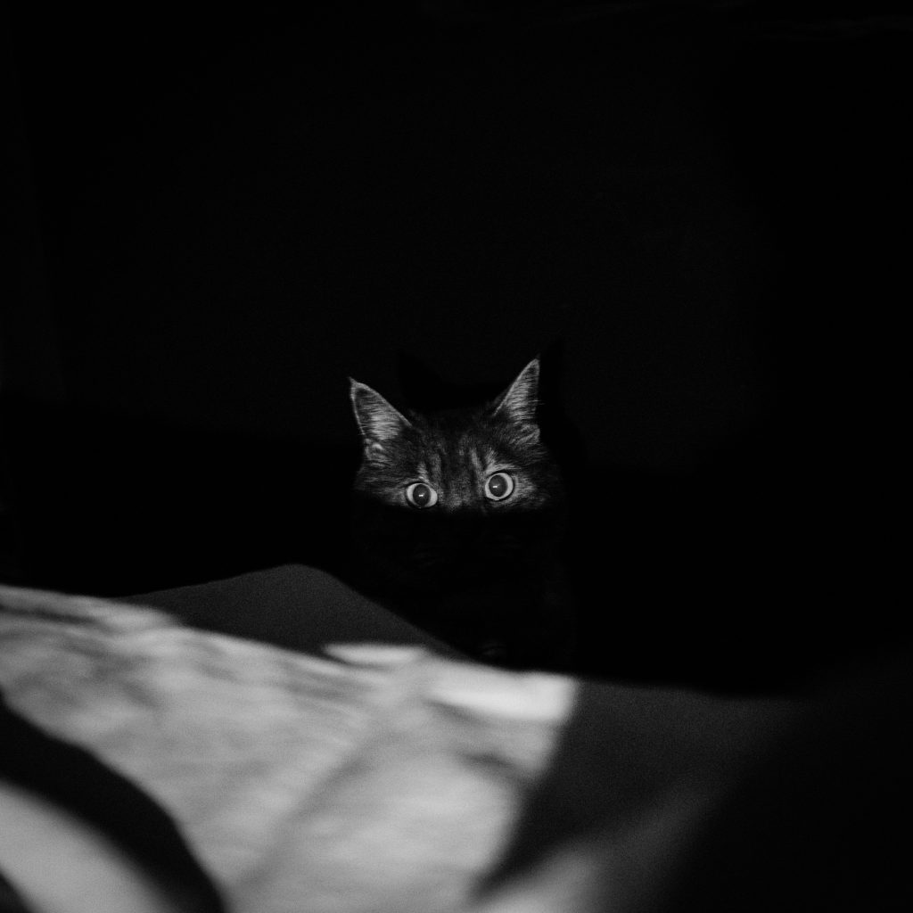 chat